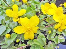 Blüten und Knospen der Sumpfdotterblume